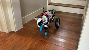 Welcome our newest addition. He just arrived late last night! We have named him Herbie the little Love Bug! Herbie is two weeks old and his back legs are paralyzed. His front leg is starting to contract so we are correcting it before it becomes permanent. He’s trying out his new wheels for the first time. I’m in love already. After Timmy, I was so scared to take in another baby. I saw this little face and knew it was time. Go Herbie!!! 🏁 If you would like to send $5 Herbie’s way for his medical