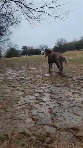 Morning Routine at Ranch Queen: Theron’s Pasture Release