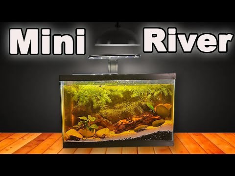 I Built a Mini River Ecosystem