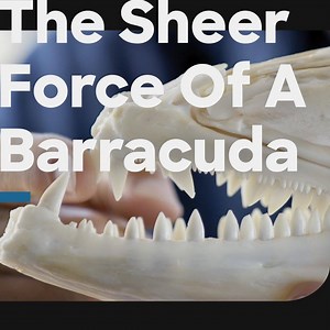 177K views · 453 reactions | Barracudas jump out of the water to attack their prey.  | Discovery Channel UK | Facebook