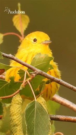 Can’t wait for spring? Donate by January 31 and you’ll receive a year of our award-winning magazine, beginning with our spring issue. Each quarter you’ll receive our exclusive magazine with stories about protecting birds and the places they need directly to your mailbox! | National Audubon Society