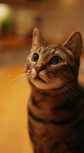 The Sneaky Snack Thief: Cat's Hilarious Heist!