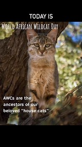 Alley Cat Rescue Inc. on Reels