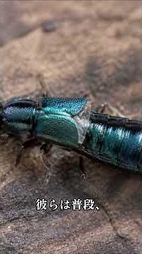アオバアリガタハネカクシの「やけど虫」伝説