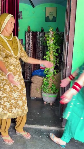 🍁rangla 🌍Punjab 🍁 (@apna.punjab222)’s videos with original sound - 🍁rangla 🌍Punjab 🍁