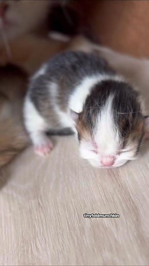 Boxing Day babies 2025 🥊🎄 Born right after Christmas, already stealing hearts. Tiny bundles, big personalities, and clearly worth the wait 💫 Looks like Santa left us a little extra this year 🤍 #BoxingDayBabies #BoxingDay2025 #HolidayBabies #ChristmasBabies #fypシ #tinyfoldmunchkin Berkeley Hills Cattery | Berkeley Hills Cattery