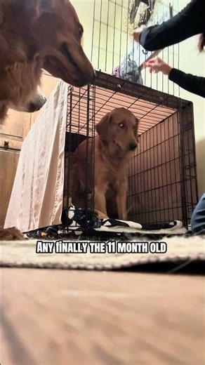 A day in the life of 4 Golden Retrievers ranging from 11 months to 11 years… Waking them up. #dogs