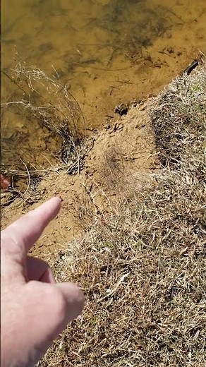 Task: Create a MS cypress swamp with tree whips #nature