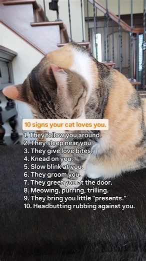 10 Signs Your Cat Truly Loves You