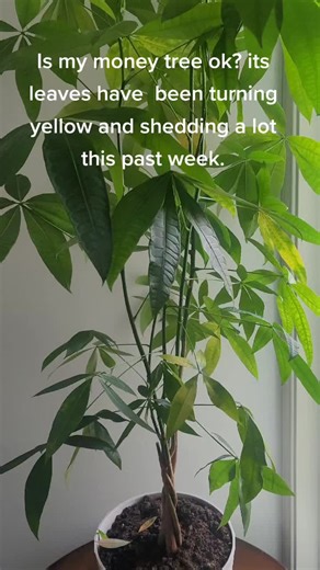 Troubleshooting Yellowing Money Tree Leaves: Plant Care Tips