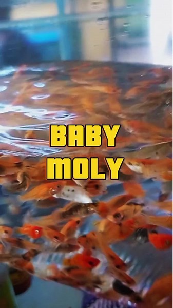 JAVA FISH & HOBBIES on TikTok