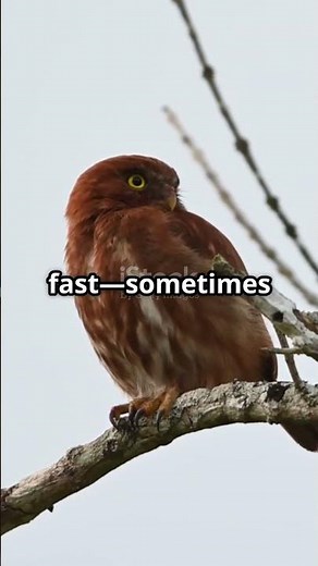 The Ferruginous Pygmy Owl’s Hunting Secrets! #FerruginousPygmyOwl #BirdHunting #Wildlife #OwlFacts
