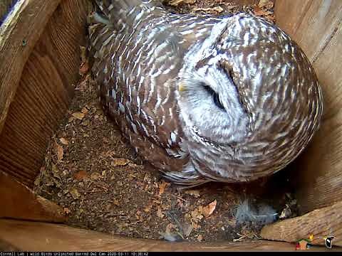 Barred Owls Boom "Who Cooks For You?" Calls – March 11, 2020