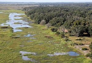 Bird Flocks on the Kissimmee River