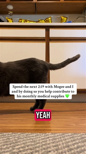 Understanding Feline Diabetes: Care and Management Tips