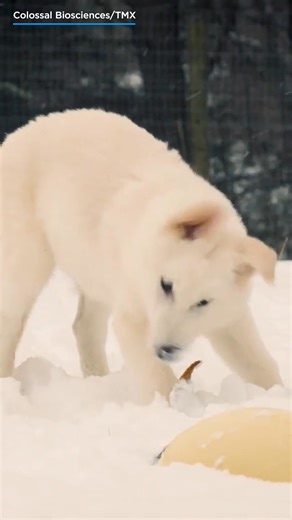 1.7M views · 30K reactions | Winter is coming....and so are the dire...