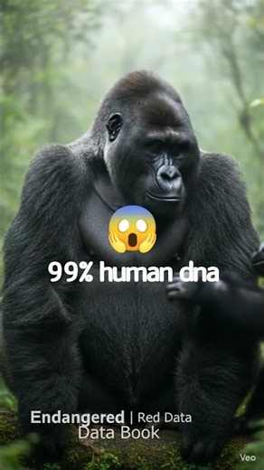 Mountain Gorilla 🦍: The Gentle Giant on the Brink of Extinction