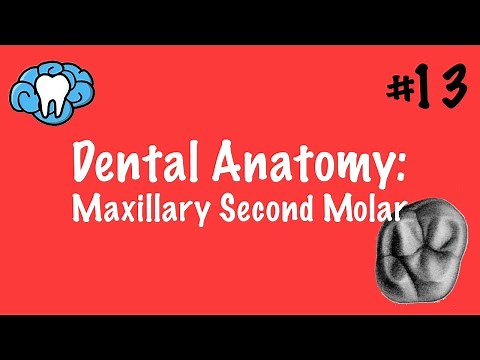 Dental Anatomy | Maxillary Second Molar | INBDE