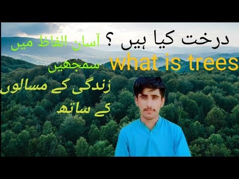 What Is a Tree? Explained with Real Life Examples