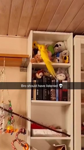 #birdsoftiktok #meme #funny | funny animal videos