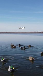 Put the best decoy motion in your spread this year. 10% discount in August, use code 'aug10'. | Motion Ducks