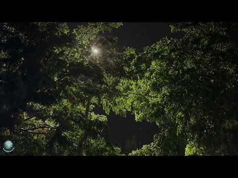 Calming Roadside Rainstorm for Insomnia and Deep Relaxation