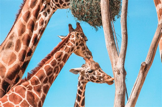 Discovery Reveals Giraffes As Four Distinct Species – and It’s Good News for Conservation