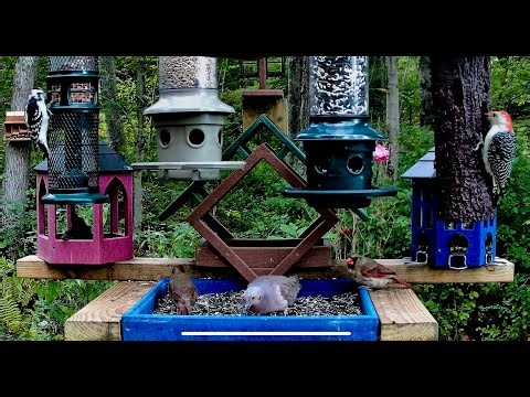 Live Bird Feeder - Finches, Rose-Breasted Grosbeaks, Cardinals, Orioles & more