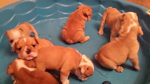 6.5K views · 356 reactions | These puppies were born at our hospital via c-section! #cuteoverload | Mount Laurel Animal Hospital | Facebook