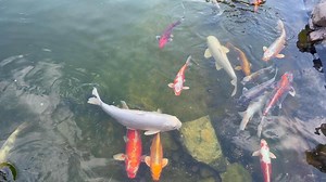 Download Colorful koi fish swimming in pond for free