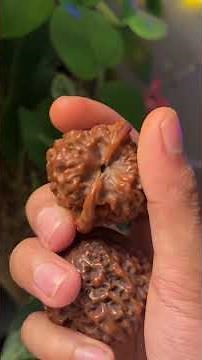 Wen wan walnut asmr