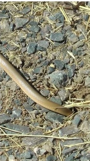 Snake going into burrow😀#animallover #wildanimal #snake #animalfunnyvideos #shortsvideo