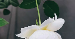 Video by Deeana Arts 🇵🇷  on Pexels