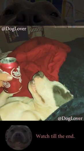 He said that Dr Pepper hit different than water #dog #drpepper #pitbull #hilarious