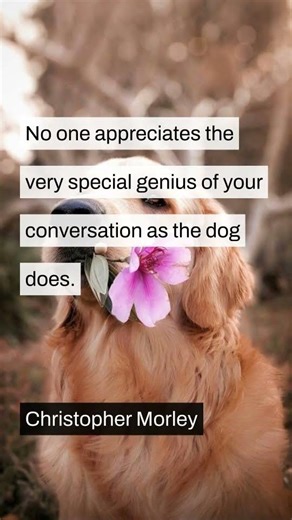 Decode Pet Mysteries!