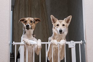 These Dog Gates Will Keep Your Pups Safe Without a Crate