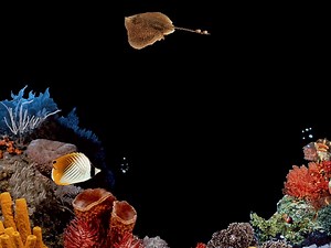 The Windows 98 underwater screensaver