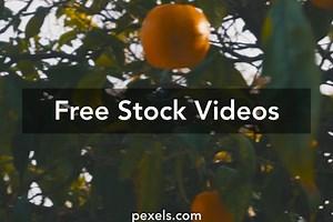 Orange Tree Videos, Download The BEST Free 4k Stock Video Footage & Orange Tree HD Video Clips