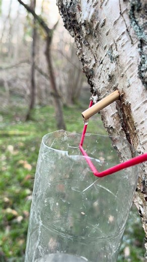 Tapping A Tree For Water #foraging #wildplants #nature #survival #outdoorlearning