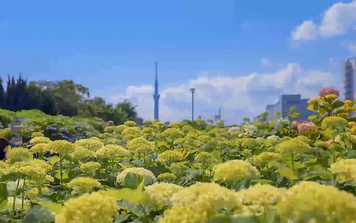 1920X1080高清壁纸2150张