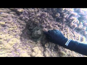 Invisible Octopus 🐙 The masters of camouflage