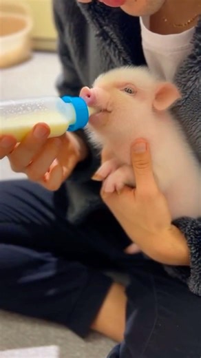 🐷 lo vorresti come animale domestico ???? #shorts