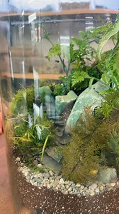 Scaling Nature: Mountain Terrarium with Rock Stairs In this build, we crafted a stunning miniature landscape inspired by highland cliffs and winding mountain paths. Using carefully stacked stones, mosses, and tropical plants, we sculpted a dramatic rocky terrain complete with hand-built stairs that seem to climb the peak. Want to make your own? Join a class at Roosevelt’s and start building your own living world. | Roosevelt's Terrariums