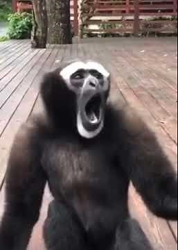 Scimmia che urla🐵