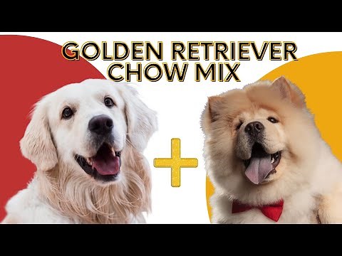 All About Golden Retriever Chow Mix