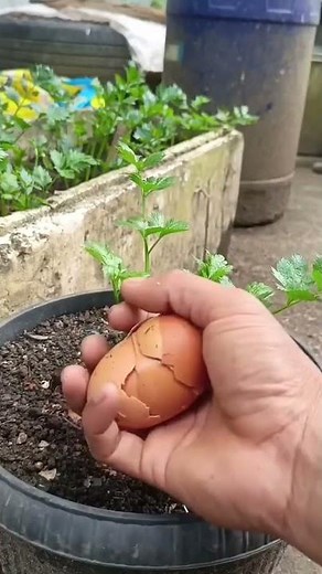 make use of egg shells to become fertilizer for plants we plant because eggshells have many benefits