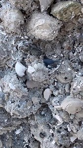 Breathtaking colors on this ancient fossil Great White Shark Tooth discovered here in Florida...if only it didn't have the tip damage from feeding. Still, it's a super beautiful and high quality tooth with incredible natural patterns | SHRKco