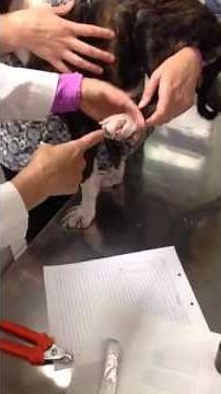 Demodex Skin Scrape on a Dog