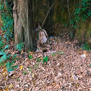 1.5M views · 10K reactions | Rescue dogs ❤️❤️ #rescue #animals #RescueMission   #AnimalsInNeed  #FosterFail #RescueStories #SaveALife  #FurEverHome #ShelterPets  #RescueAndRehome | Thrift City | Facebook