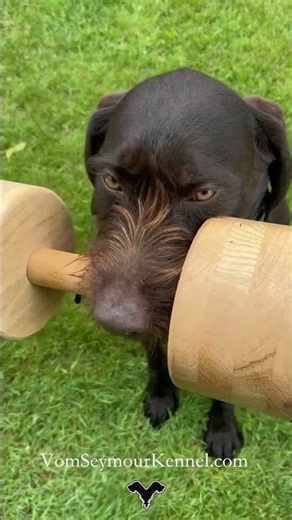 Puppy Retrieving Work ‪@VomSeymourKennel‬